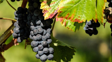 Criollas Full Day: un evento que rinde homenaje a las uvas patrimoniales de Mendoza