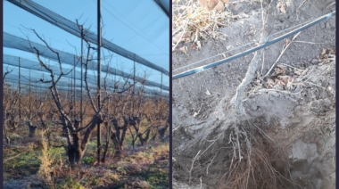 Cultivos en Mendoza: qué es el riego estratégico de invierno y por qué es una práctica clave