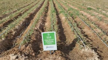 De la raíz al rinde: cómo la empresa Simbios aplica ciencia viva en los suelos de Cuyo