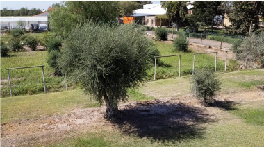 Guaymallén sumará un barrio verde con olivos centenarios y visión sustentable