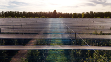 Mallas fotoselectivas: una empresa mendocina exporta una tecnología que transforma la producción agrícola