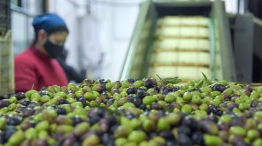 Seis bodegas y una olivícola de la Zona Este crearon el grupo exportador Valle de Medrano