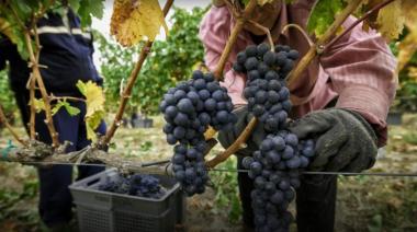 El vino argentino genera trabajo, pero necesita más capacitación para sostener su crecimiento