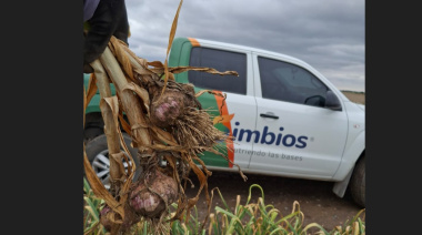 Simbios impulsa productividad y negocios: del suelo sano al ajo que conquista mercados