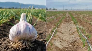 Innovación en el campo: Simbios potencia el rendimiento y la calidad del ajo