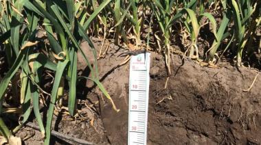 Aliados del productor: Nutriterra convierte la nutrición del ajo en eficiencia y resultado