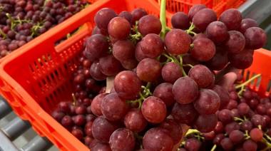 Vivero Mercier abre paso a la nueva generación de uva de mesa en Argentina