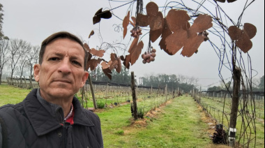El vino argentino se federaliza: Vivero Mercier ya certifica genética de precisión para 21 provincias