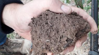 Menos fertilizantes, más resultados: el secreto para producir está en la biología del suelo