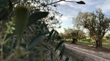 Pionera en el país: Mendoza, cuna de los primeros especialistas en oleoturismo del país