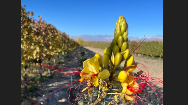 Viticultura regenerativa: Chandon Argentina alcanzó una certificación única en Latinoamérica