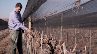 Del conocimiento de la planta al manejo del viñedo: “Partes de la vid”, el nuevo libro de Marcelo Canatella