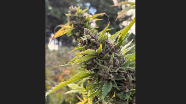 Cannabis medicinal:  la startup de telemedicina que ya atendió a más de 20.000 pacientes de todo el país