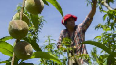 Mendoza será sede del principal congreso de horticultura del país
