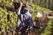 Destinarán $500 millones para asistir a productores vitivinícolas en situación de vulnerabilidad