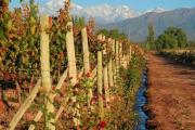 Mendoza será sede de una cumbre mundial de enología y viticultura