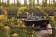 Cada botella cuenta: cómo el comercio justo impulsa proyectos con impacto real