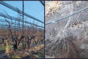 Cultivos en Mendoza: qué es el riego estratégico de invierno y por qué es una práctica clave