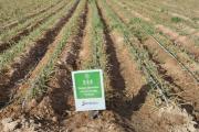 De la raíz al rinde: cómo la empresa Simbios aplica ciencia viva en los suelos de Cuyo