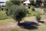 Guaymallén sumará un barrio verde con olivos centenarios y visión sustentable