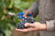Alianza histórica para impulsar la sustentabilidad y el crecimiento de la vitivinicultura argentina