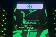 Bayer lo hizo: el maíz floreció en la Pampa semiárida y desafió lo imposible