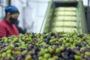 Seis bodegas y una olivícola de la Zona Este crearon el grupo exportador Valle de Medrano