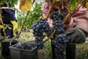 El vino argentino genera trabajo, pero necesita más capacitación para sostener su crecimiento