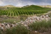 De Gualtallary: un vino mendocino fue considerado el mejor de Sudamérica y el mejor Malbec del mundo