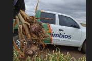Simbios impulsa productividad y negocios: del suelo sano al ajo que conquista mercados