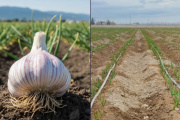 Innovación en el campo: Simbios potencia el rendimiento y la calidad del ajo