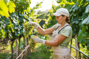 Las bodegas se preparan para la vendimia: qué perfiles serán los más demandados