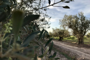 Pionera en el país: Mendoza, cuna de los primeros especialistas en oleoturismo del país