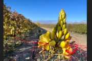 Viticultura regenerativa: Chandon Argentina alcanzó una certificación única en Latinoamérica