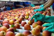 Oportunidad para productores: Cómo anotarse en Mendoza Southern Food para venderle al mundo