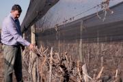 Del conocimiento de la planta al manejo del viñedo: “Partes de la vid”, el nuevo libro de Marcelo Canatella
