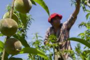 Mendoza será sede del principal congreso de horticultura del país